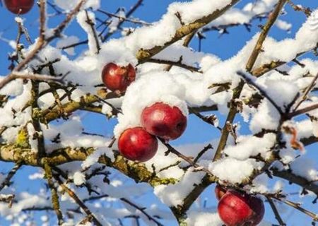 عضو مجلس خبرگان: باغداران به حمایت نیاز دارند